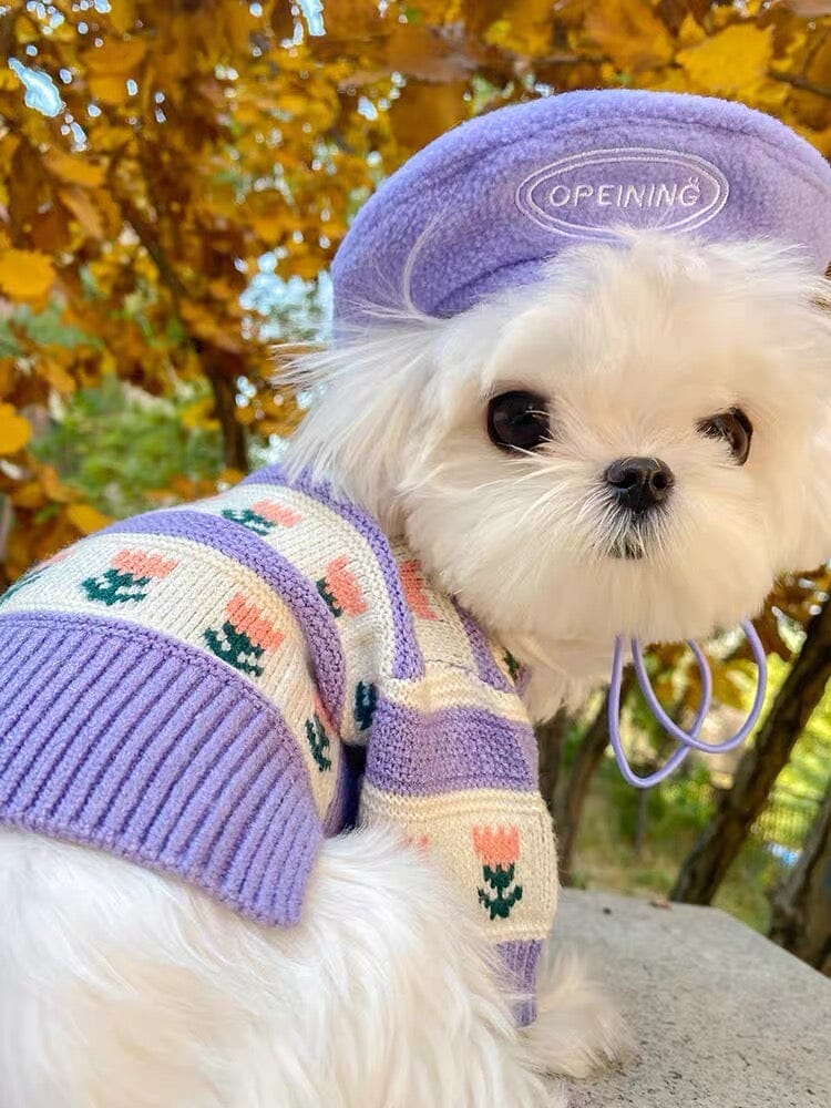 Cute Dog with Knit Sweater