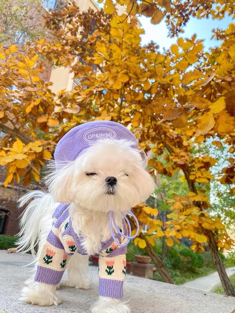 Knit Sweater for Pets Fall & Winter