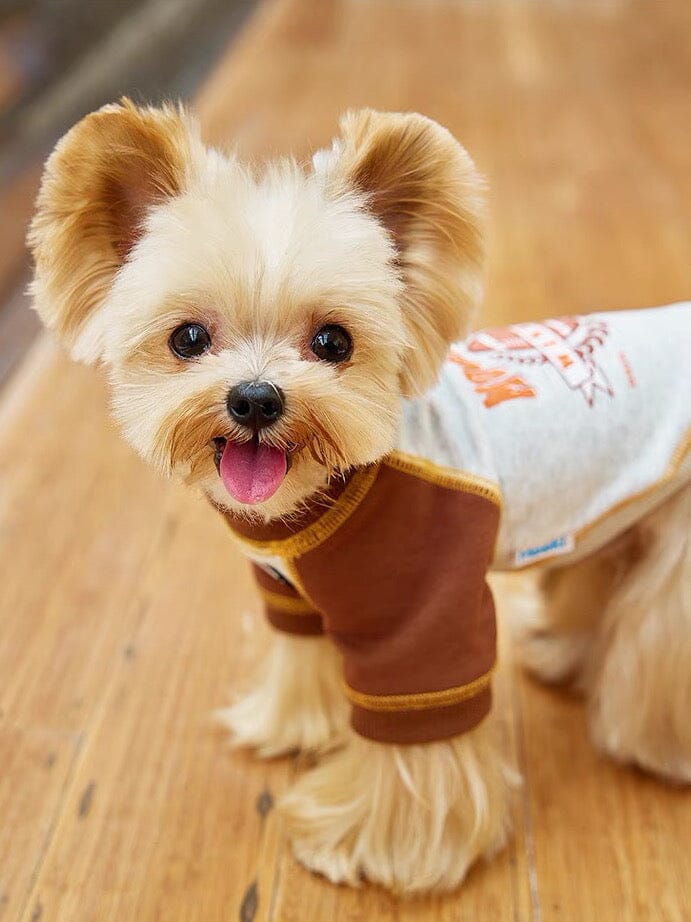 Sports Hoodie for Pets at Playgrounds